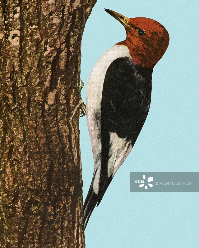 啄木鸟图片素材