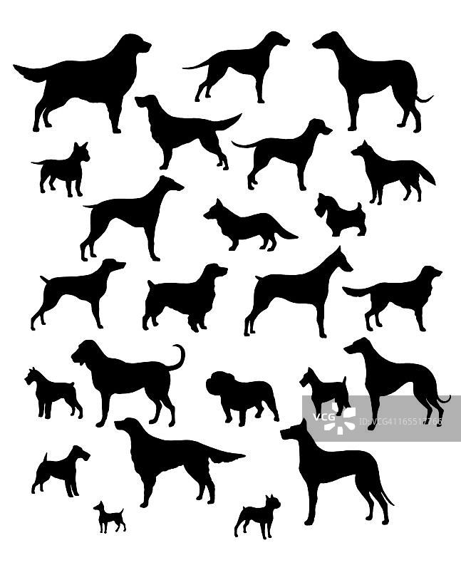 各种品种的狗图片素材