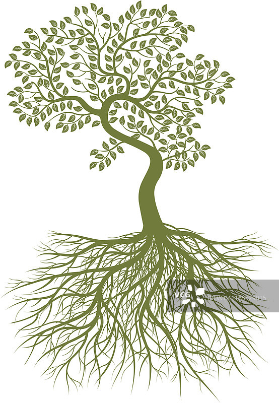 弯曲的小树和树根图片素材