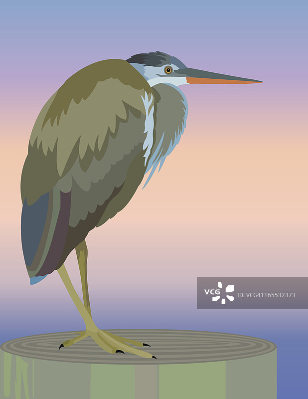 大蓝鹭图片素材