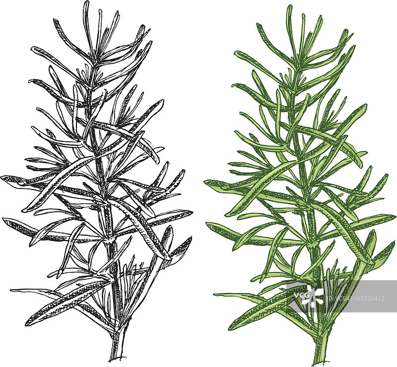 迷迭香-香料图片素材