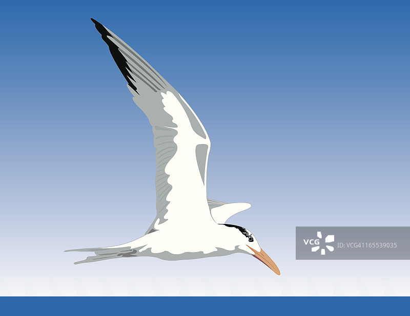 飞行中的大凤头燕鸥图片素材