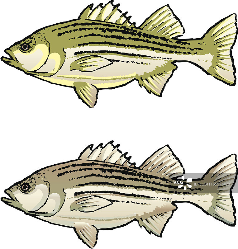 条纹鲈鱼图片素材