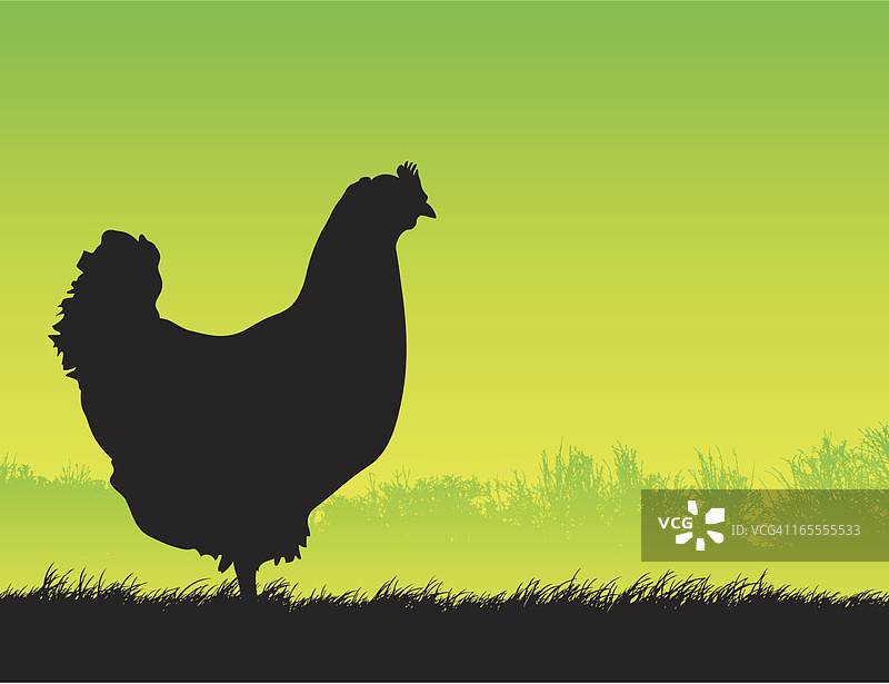 散养鸡剪影图片素材