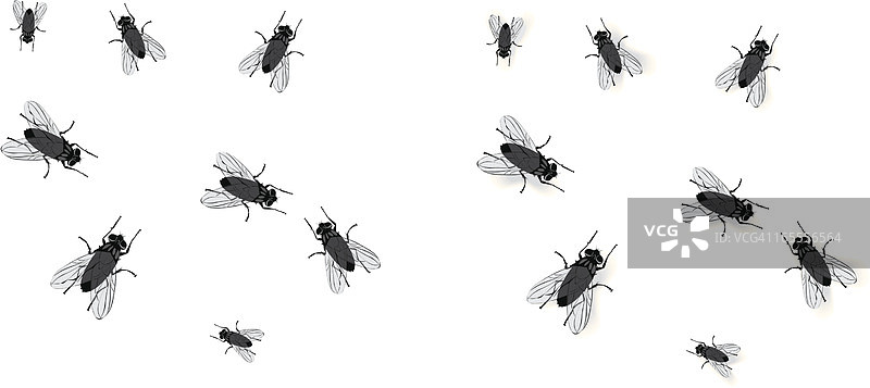 苍蝇图片素材