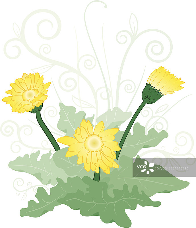 春天雏菊图片素材