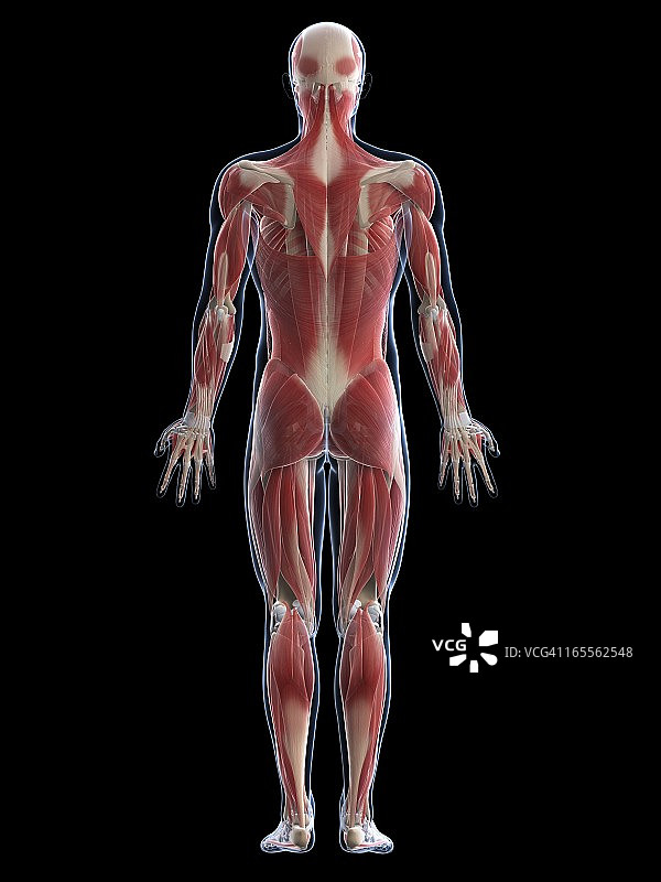 雄性肌肉组织,艺术品图片素材