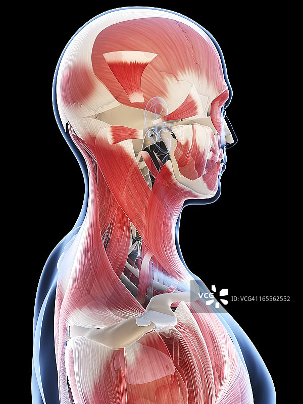 雄性肌肉组织,艺术品图片素材