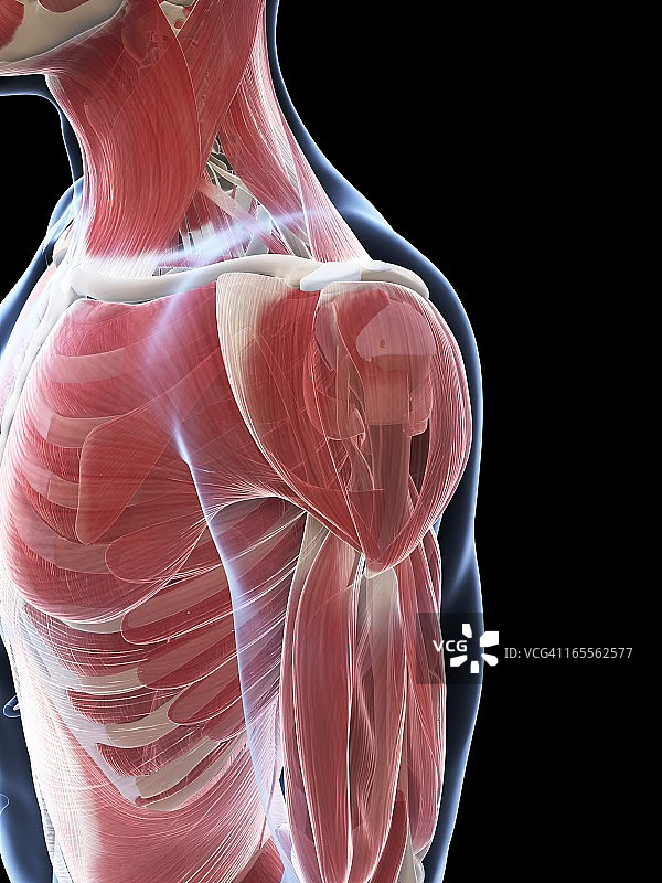 雄性肌肉组织,艺术品图片素材