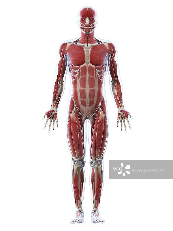 雄性肌肉组织,艺术品图片素材