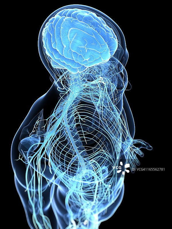 男性神经系统，艺术品图片素材