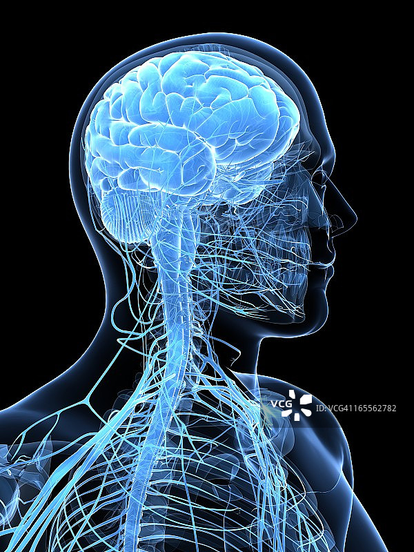 男性神经系统，艺术品图片素材