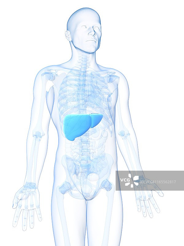 健康的肝脏，艺术作品图片素材