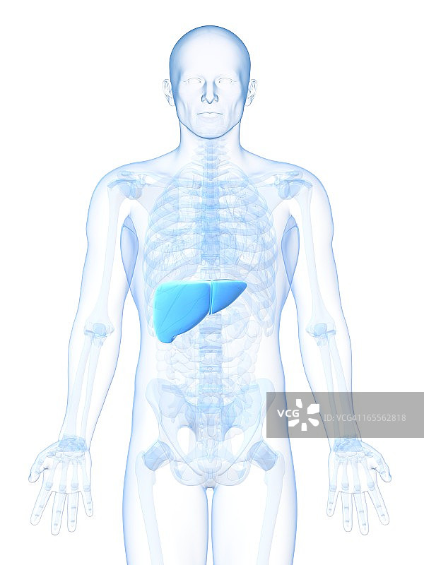 健康的肝脏，艺术作品图片素材