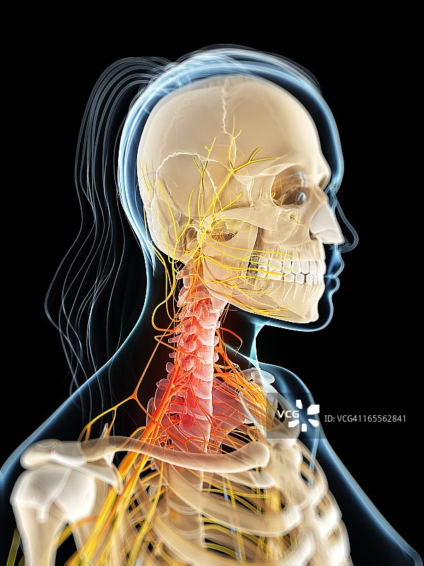 颈部疼痛概念艺术作品图片素材