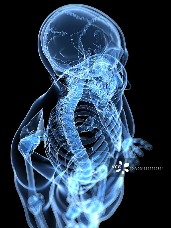 男性骨骼,艺术品图片素材