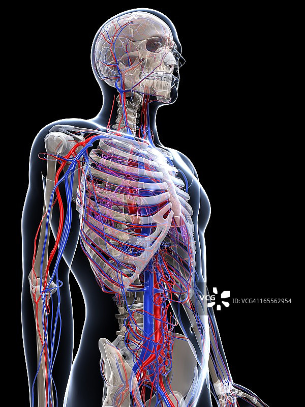男性血管系统（艺术图）图片素材