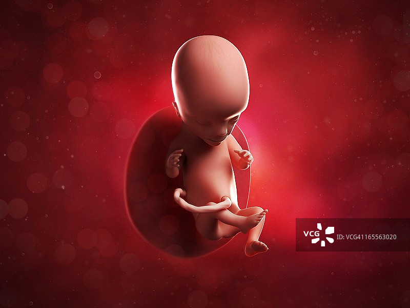 15周胎儿图片素材