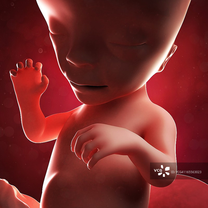 16周胎儿图片素材