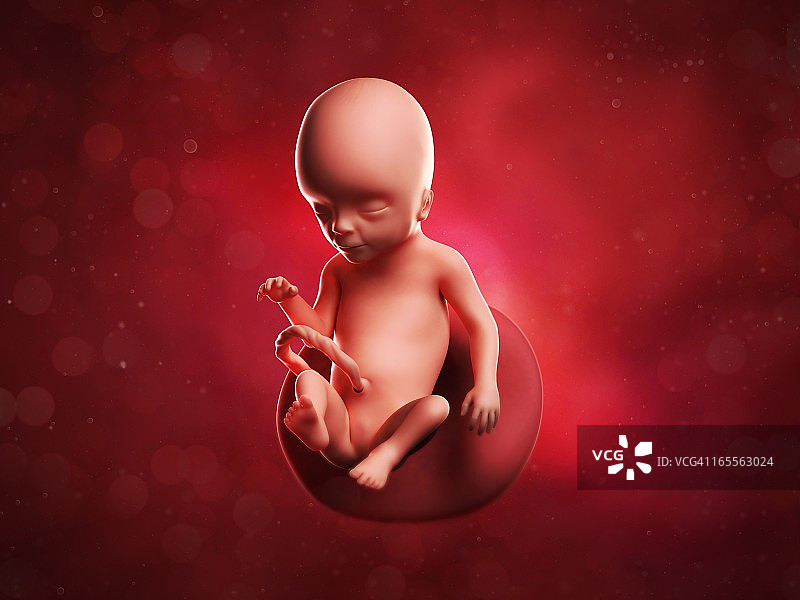 17周的胎儿，艺术作品图片素材