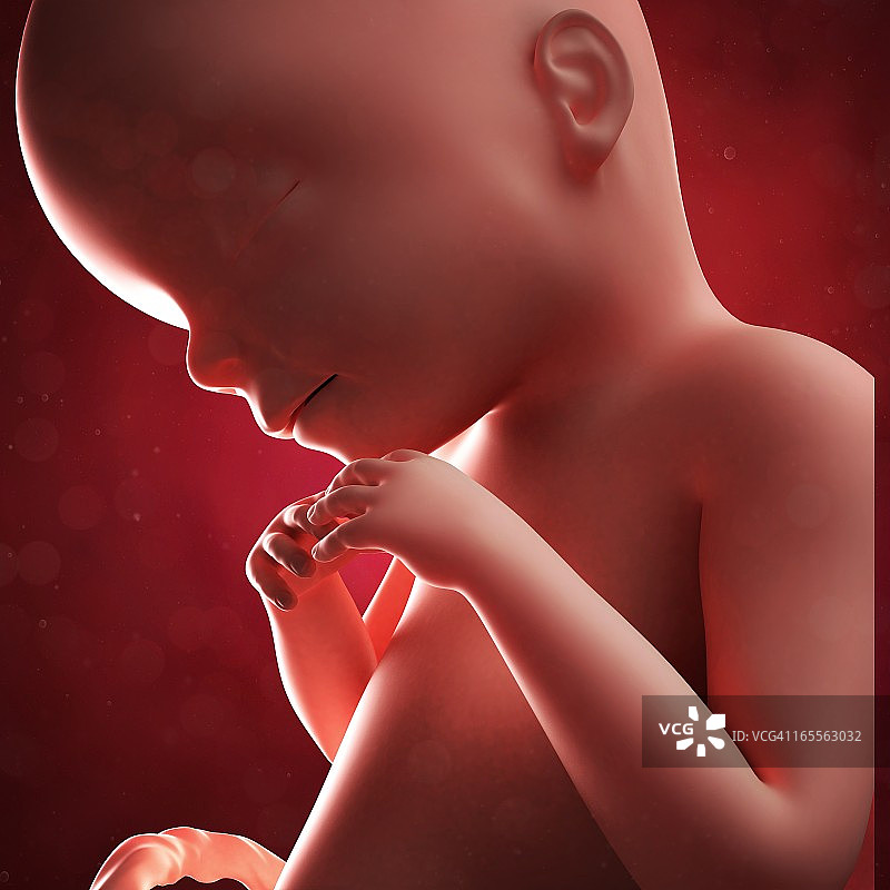 20周胎儿图片素材