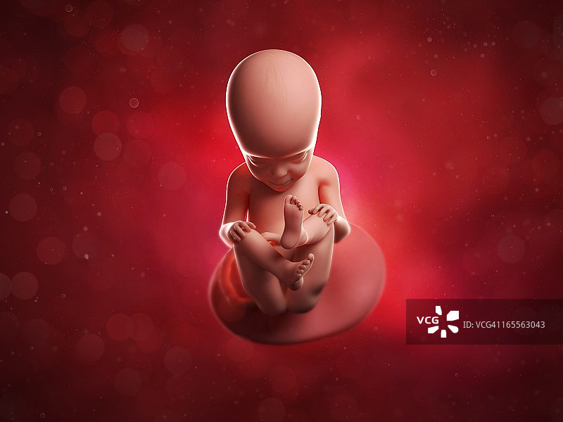 27周的胎儿（艺术作品）图片素材