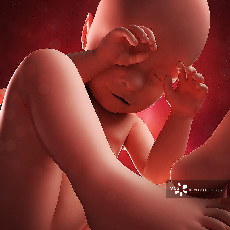 39周的胎儿，艺术作品图片素材