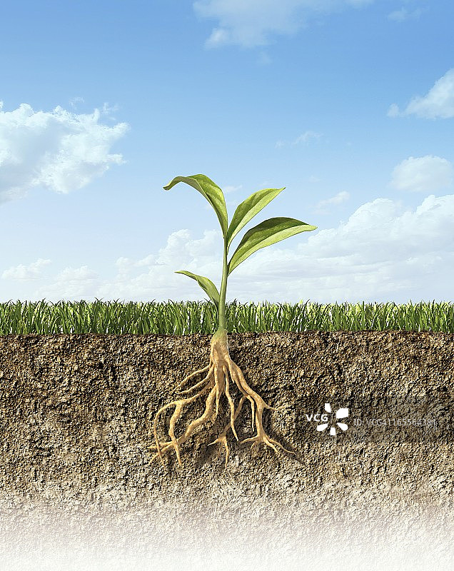 植物艺术作品图片素材