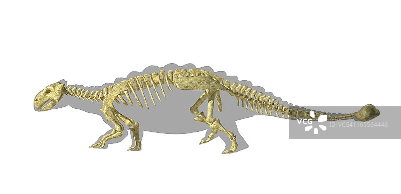 甲龙恐龙骨骼，艺术作品图片素材