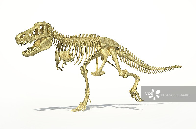 霸王龙骨骼艺术图图片素材