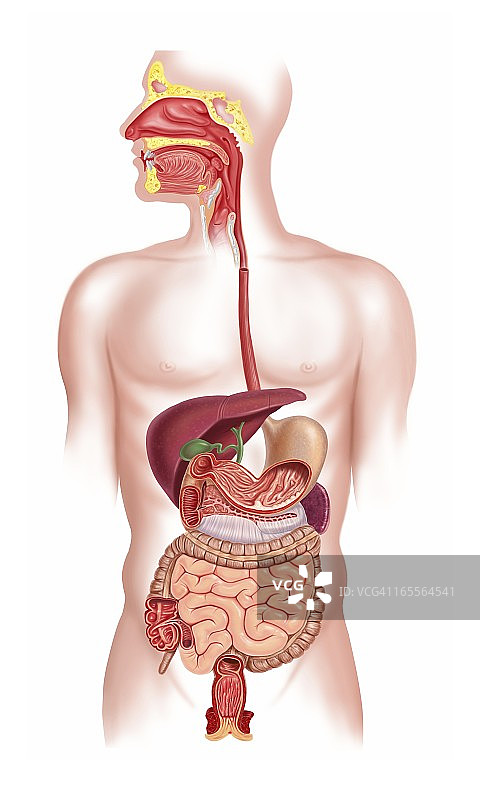 人类消化系统，艺术品图片素材
