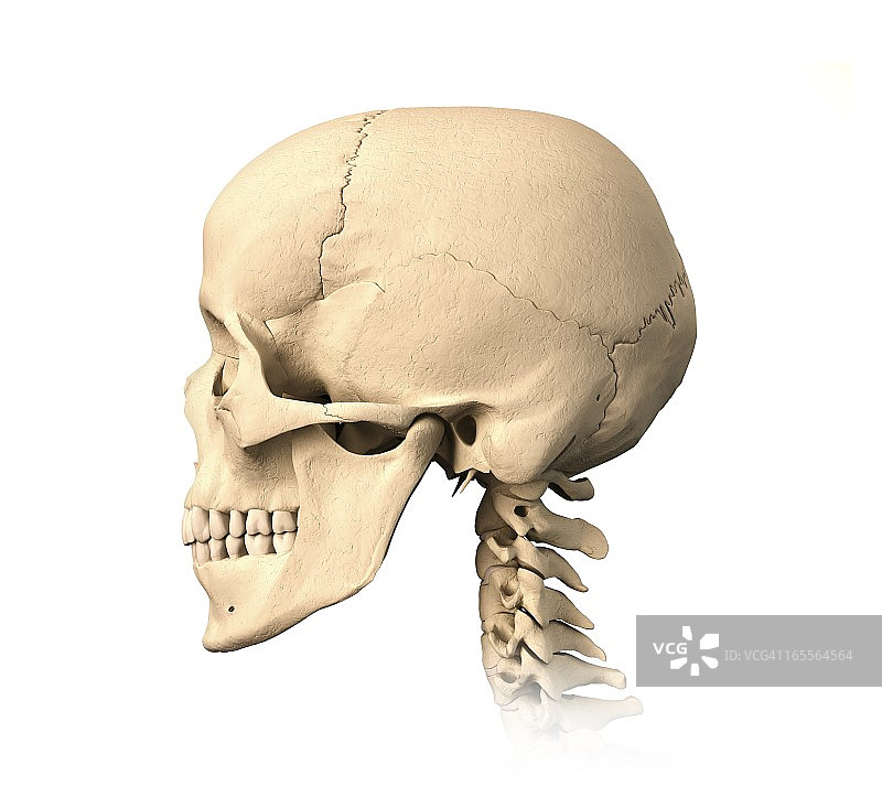 人类的头骨,艺术品图片素材