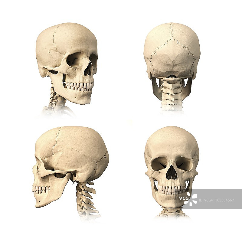 人类的头骨,艺术品图片素材