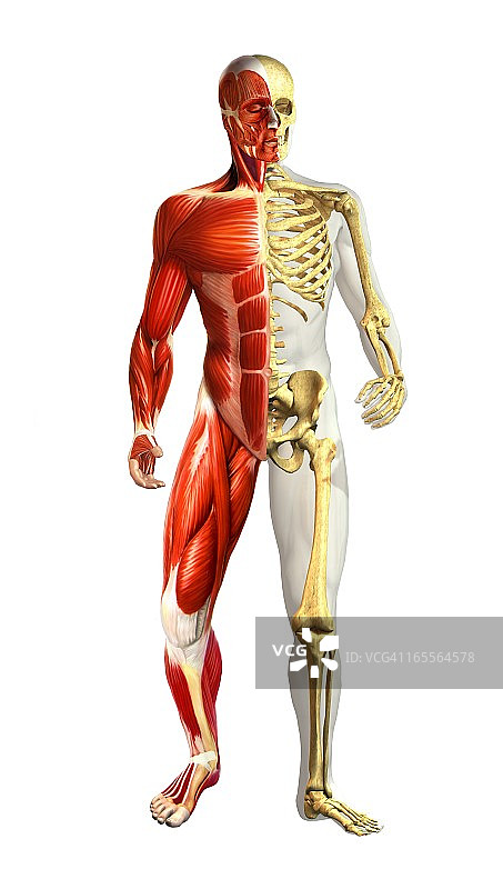 男性解剖学、艺术品图片素材