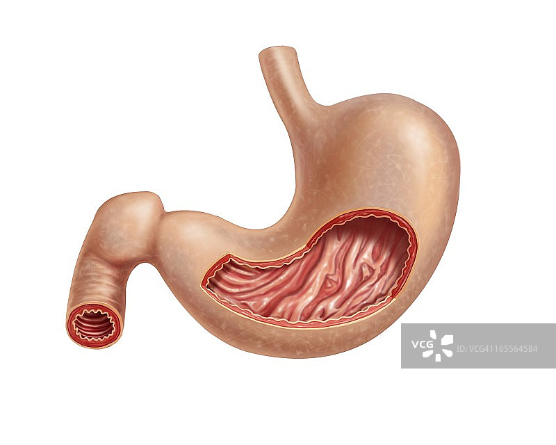 人体胃部艺术作品图片素材