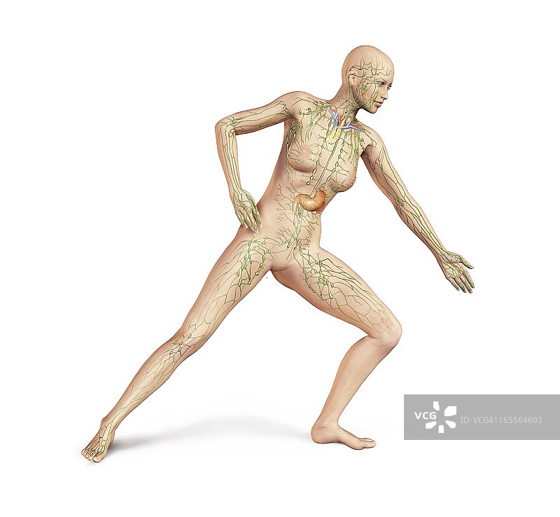 女性淋巴系统，艺术品图片素材