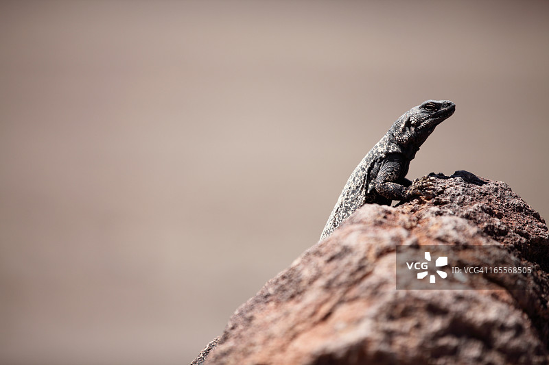 蜥蜴在沙漠岩石上的特写镜头图片素材