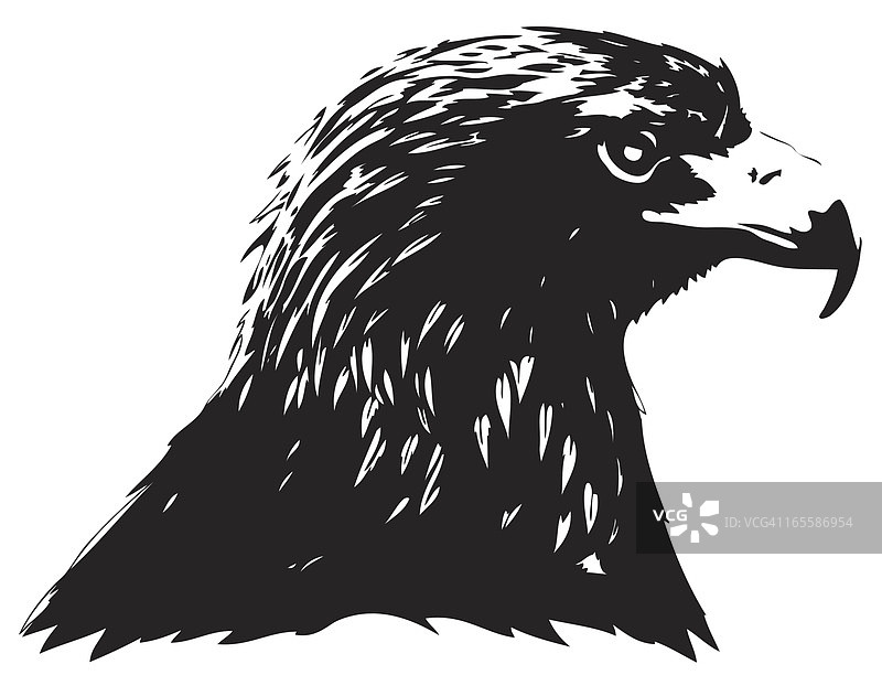 金雕肖像图片素材