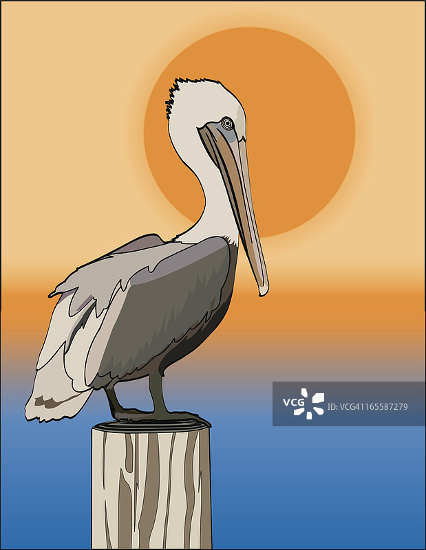 夕阳下的鹈鹕图片素材