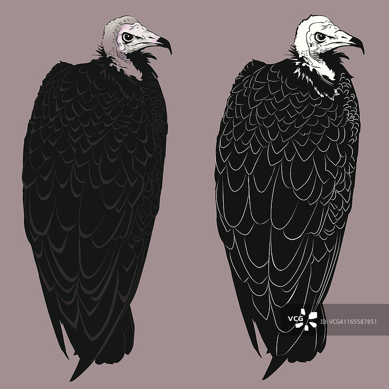 秃鹰图片素材