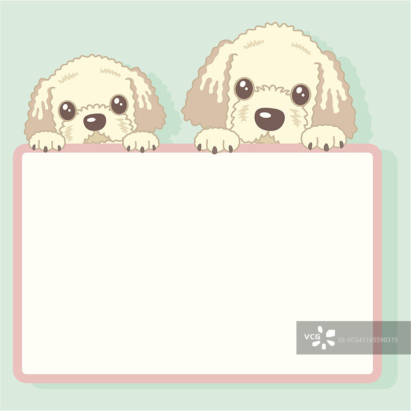 两只拉布拉多贵宾犬图片素材