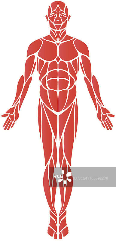 肌肉（正面）图片素材