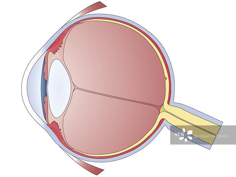人眼结构图图片素材