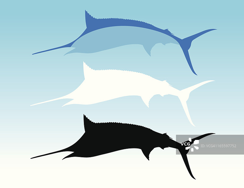 蓝色马林鱼图片素材