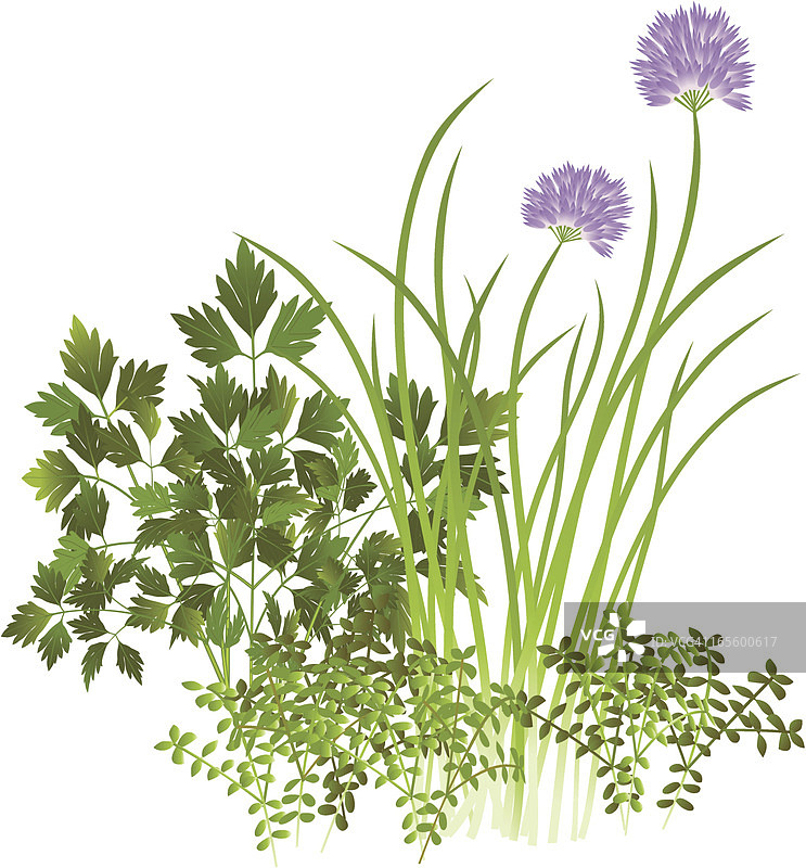 欧芹、韭菜和百里香图片素材