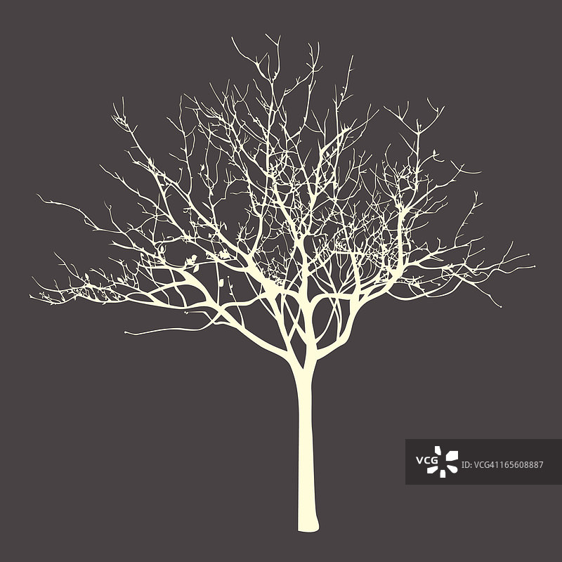 枯树图片素材