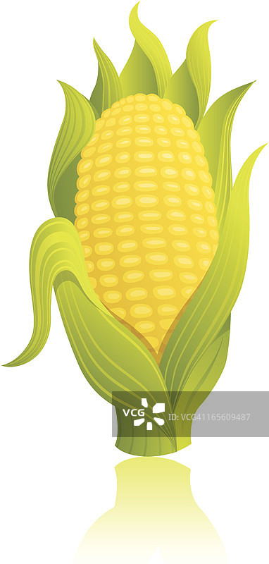 玉米棒子图片素材