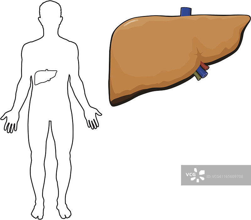 人的肝脏图片素材