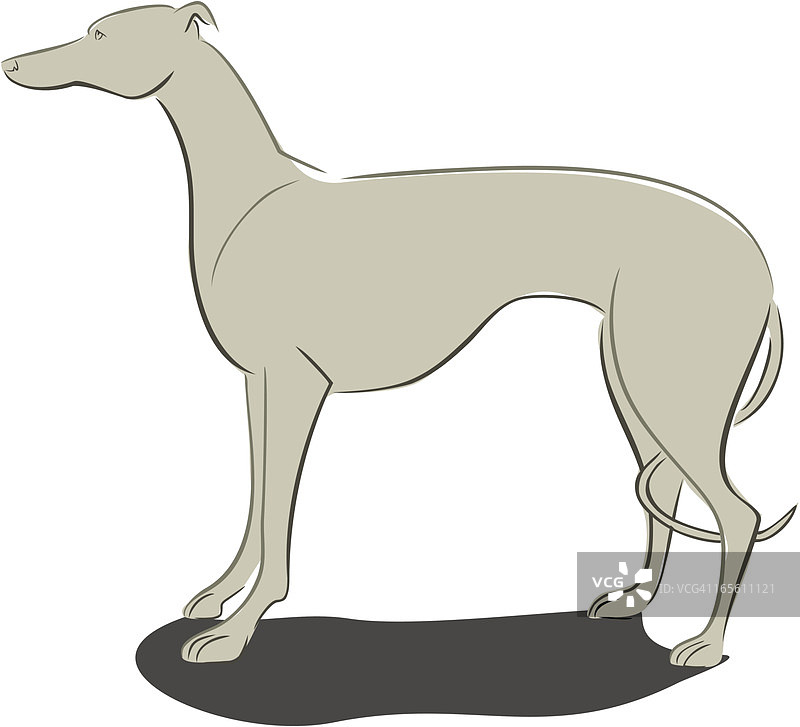 站立的灰狗或惠比特犬图片素材