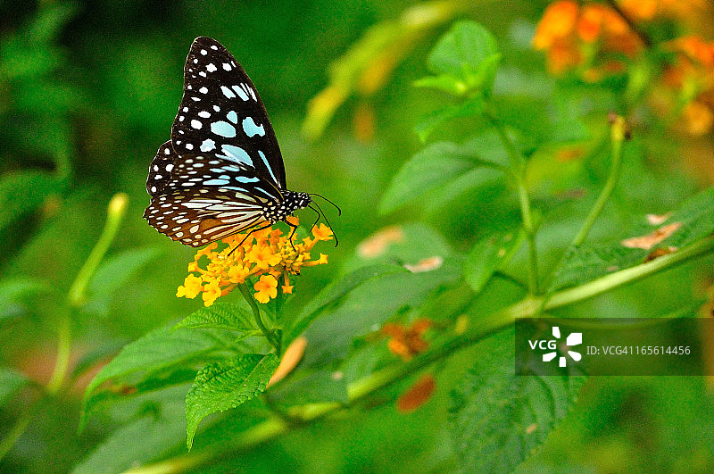 库马拉孔(4)图片素材